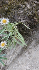 Erigeron morrisonensis