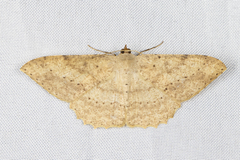 Luxiaria mitorrhaphes