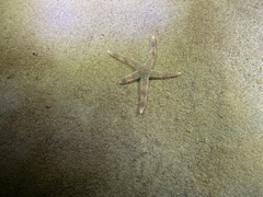 Astrometis sertulifera