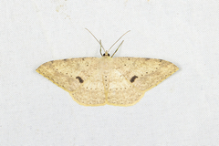 Luxiaria mitorrhaphes