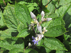 Clematis heracleifolia