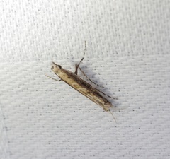 Stomphastis polygoni