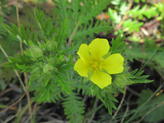 Potentilla chinensis