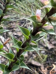 Epacris purpurascens