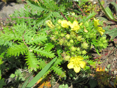 Potentilla chinensis