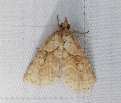 Olulis puncticinctalis