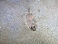 Citharichthys sordidus