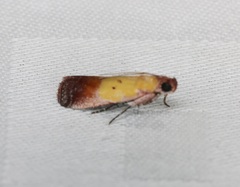 Piesmopoda semilutea