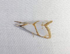 Pseudargyria interruptella