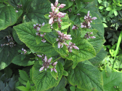 Phlomoides umbrosa