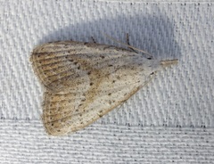 Meganola brunellus