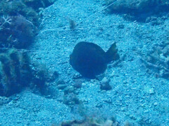 Hypoplectrus nigricans