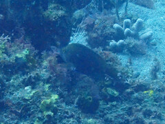 Hypoplectrus nigricans