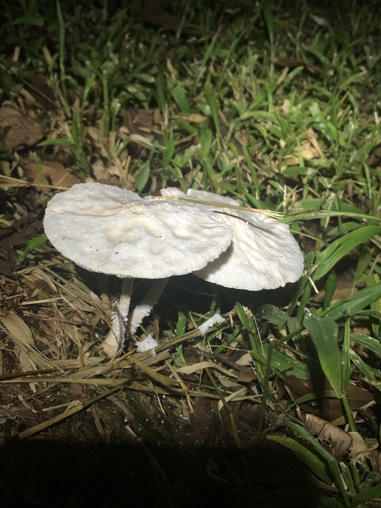 Leucocoprinus cretaceus · December 2019 · photo: © blazeclaw (iNaturalist, cc-by)