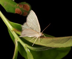 Hemithea marina