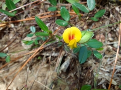 Zornia diphylla