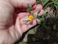 Zornia diphylla