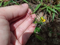Zornia diphylla
