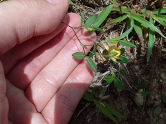 Zornia diphylla