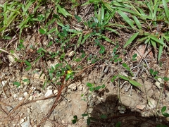 Zornia diphylla