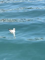 Chroicocephalus ridibundus