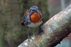 Australian Logrunner photo 3