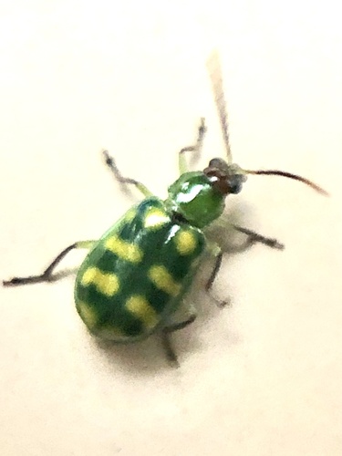 Banded Cucumber Beetle