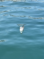 Chroicocephalus ridibundus