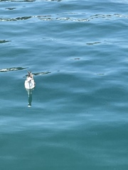 Chroicocephalus ridibundus