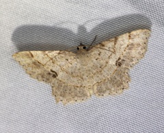 Calletaera subexpressa