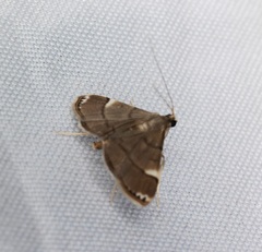 Cangetta hartoghialis