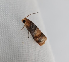 Lepteucosma fuscicaput