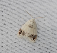 Neoduma kuangtungensis