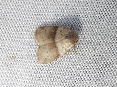 Stictane rectilinea chinesica