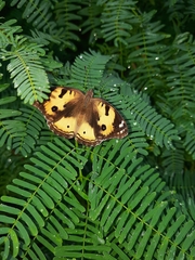 Junonia hierta