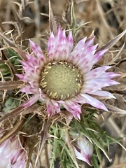 Carlina sicula