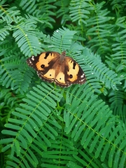 Junonia hierta