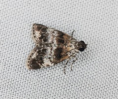 Salma ridiculalis