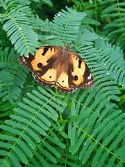 Junonia hierta