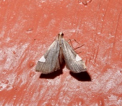 Diathraustodes fulvofusa