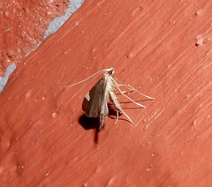 Diathraustodes fulvofusa