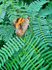 Junonia hierta
