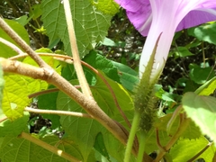 Ipomoea silvicola