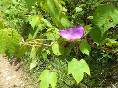 Ipomoea silvicola
