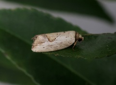 Strotihypera macroplaga