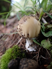 Amanita xylinivolva