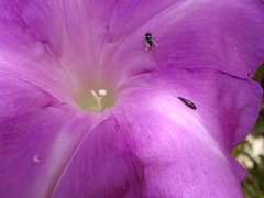 Ipomoea silvicola