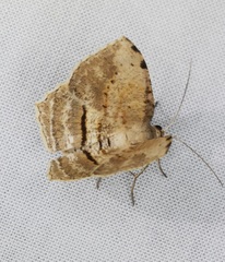 Calletaera dentata