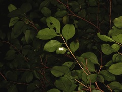 Cyana interrogationis