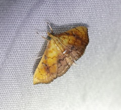 Hyalobathra micralis